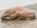 Walrus
